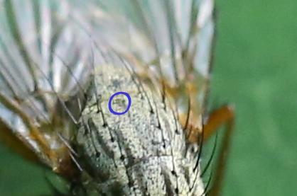 Phaonia rufipalpis
